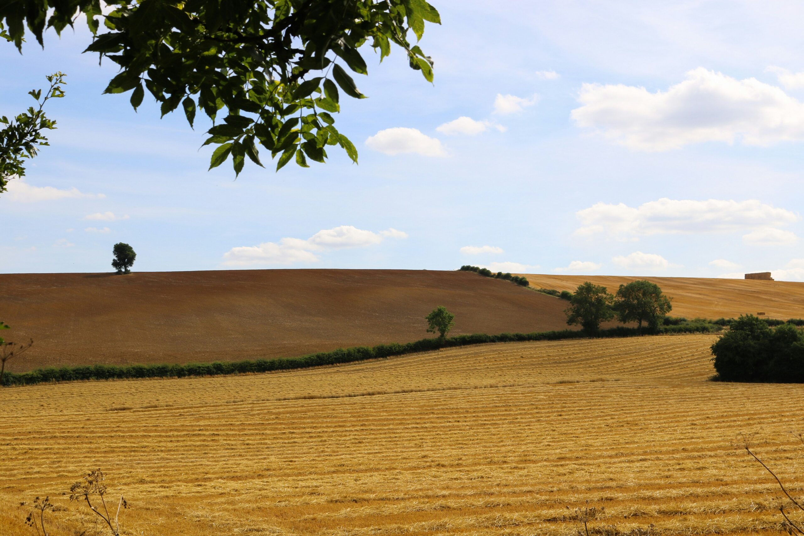 Golden-orange and yellow fields in Grantham, bathed in sunlight, and a backdrop of trees, highlighting the warm, picturesque rural landscape.